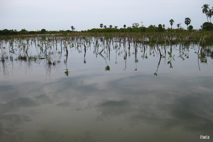 itwia_srilanka_arugambay5