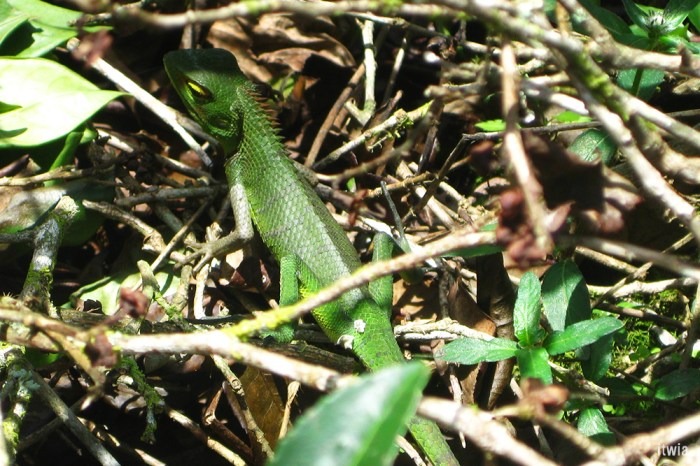 itwia_srilanka_kandy5