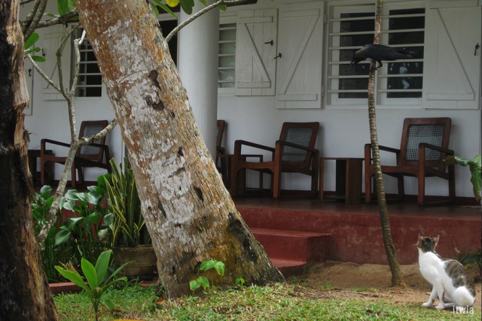 itwia_srilanka_mirissa_palmvilla2