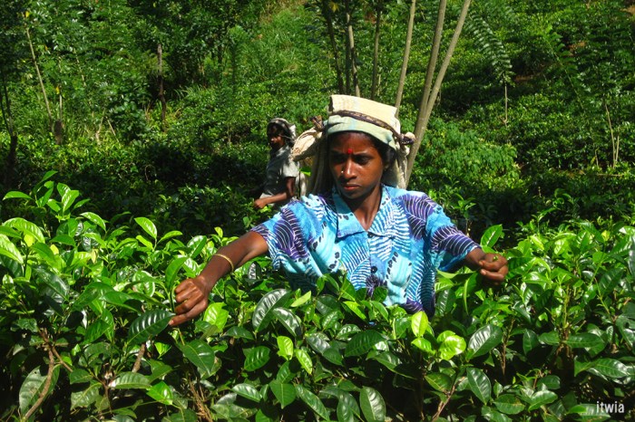 itwia_srilanka_nuwaraelia11