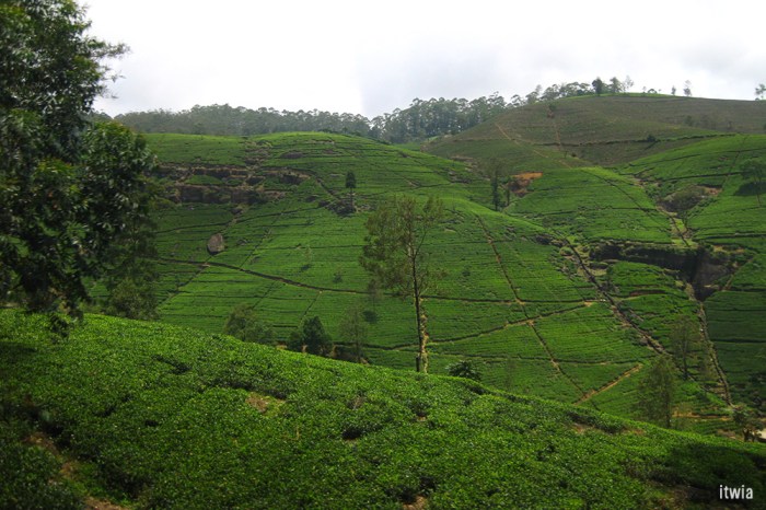 itwia_srilanka_nuwaraelia4