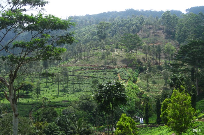 itwia_srilanka_nuwaraelia6