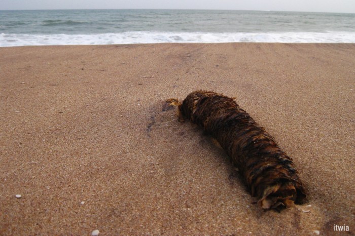 itwia_srilanka_tangalle1