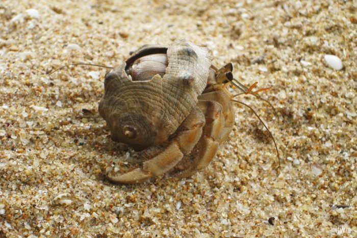 itwia_srilanka_tangalle4