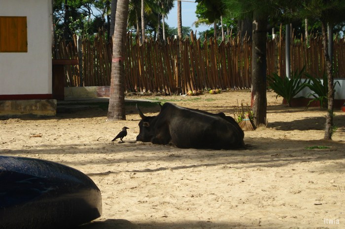 itwia_srilanka_trincolmalee5