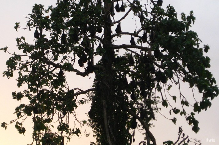 itwia_srilanka_uluwalare1