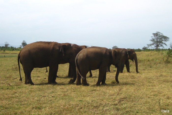 itwia_srilanka_uluwalare2