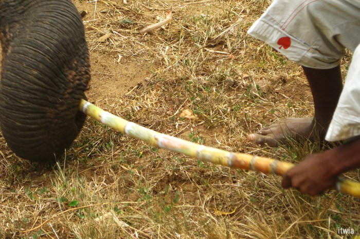 itwia_srilanka_uluwalare6