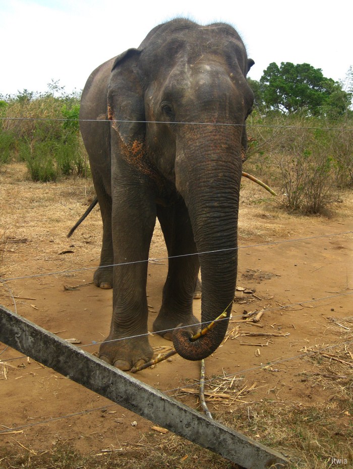 itwia_srilanka_uluwalare7