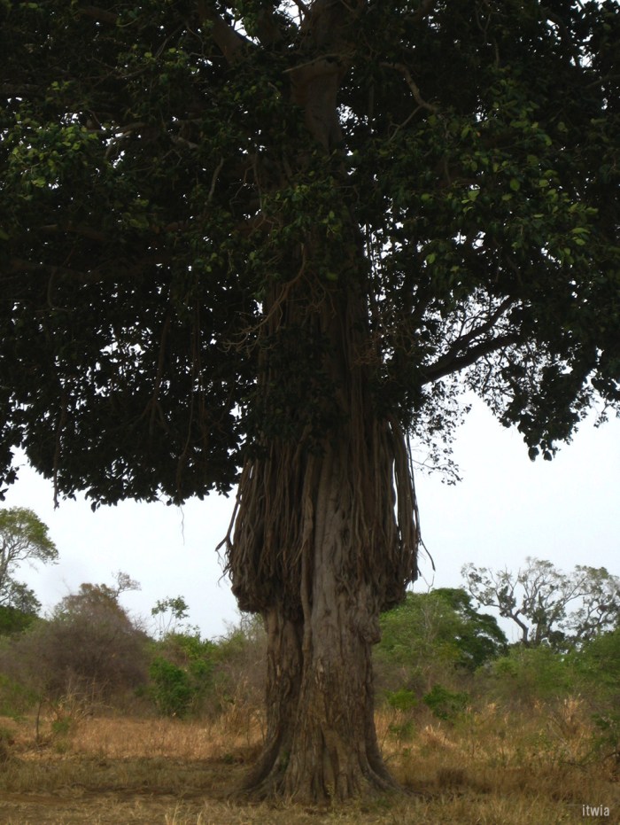 itwia_srilanka_uluwalare8