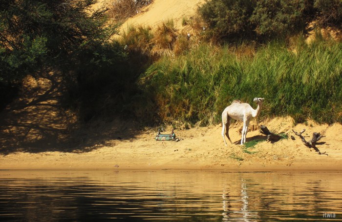 itwia_egypte_aswan2_1000x650