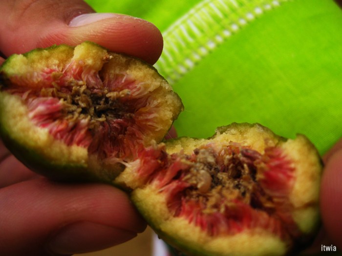 itwia_bresil_parati13