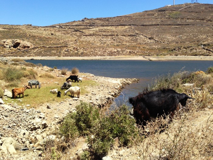 itwia_cyclades_mykonos10