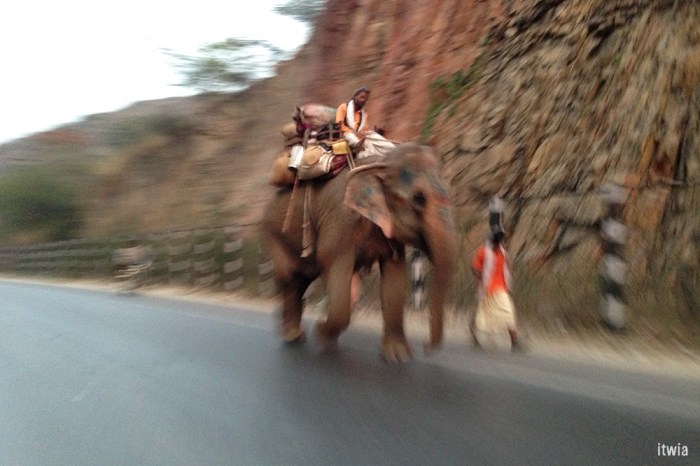 itwia_rajasthan_elephant1