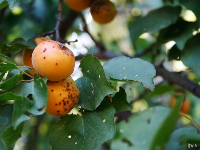 itwia_turquie_cappadoce18