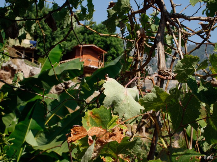 itwia_turquie_kabak4