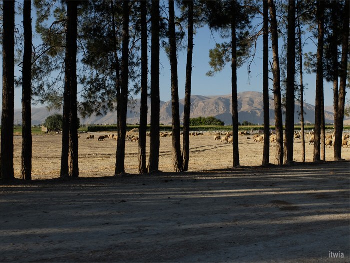 itwia_iran_persepolis21