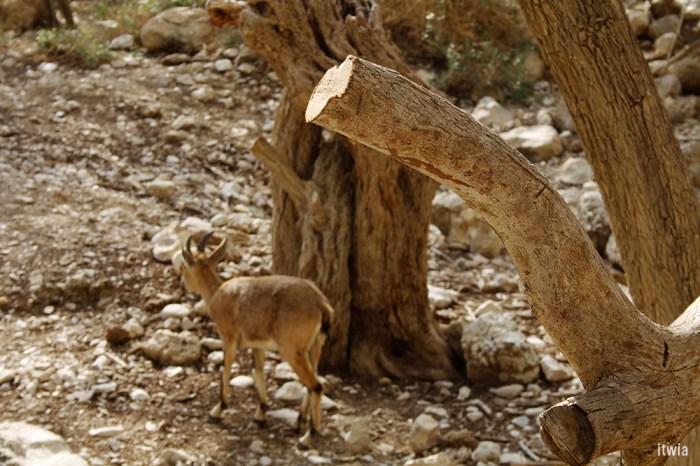itwia_israel_eingedi10
