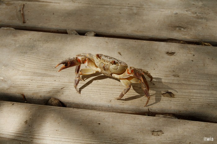 itwia_israel_eingedi11