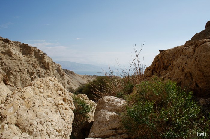 itwia_israel_eingedi13