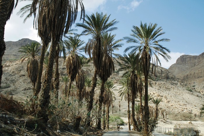 itwia_israel_eingedi17