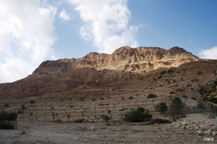 itwia_israel_eingedi18