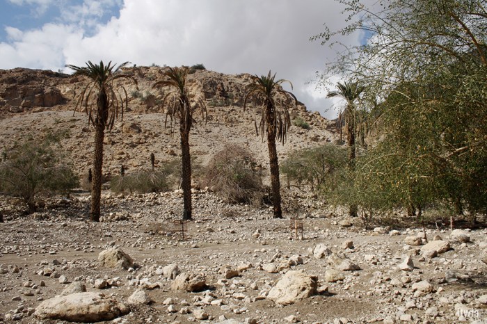 itwia_israel_eingedi9