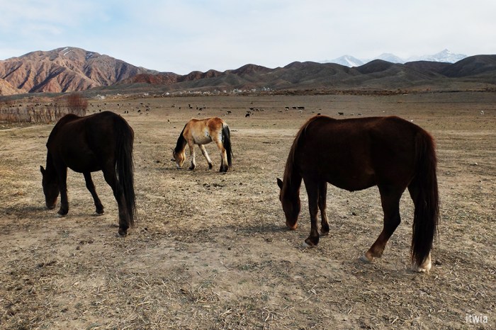 itwia_kirghizie_bokonbaiev9