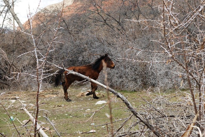 itwia_kirghizie_jetioguz3