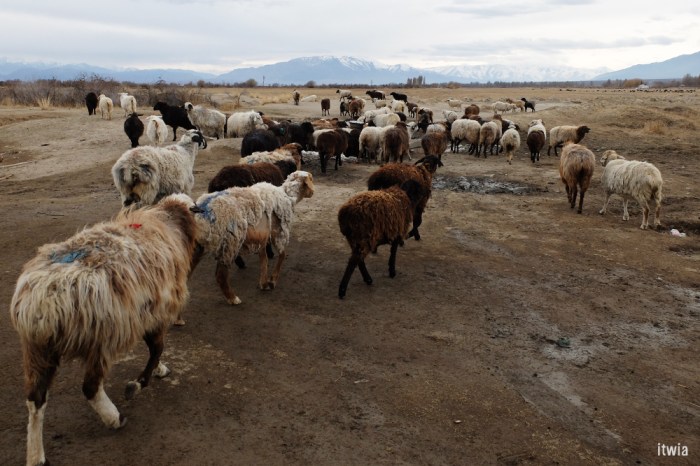 itwia_kirghizie_karakol11