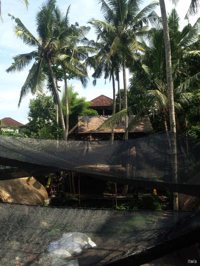 itwia_bali_ubud9
