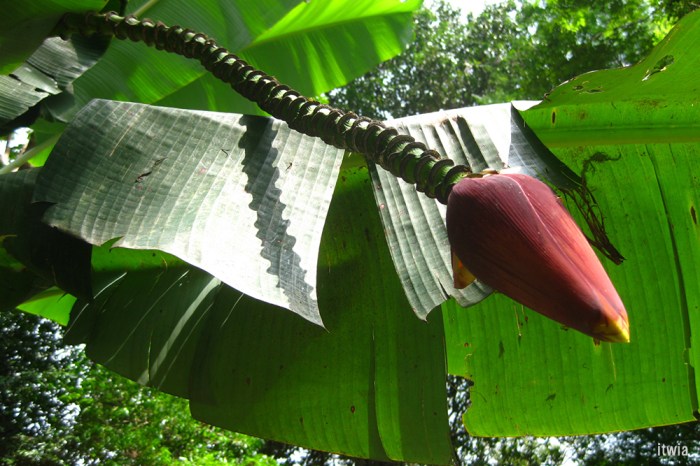 itwia_sgp_hollandvillage1