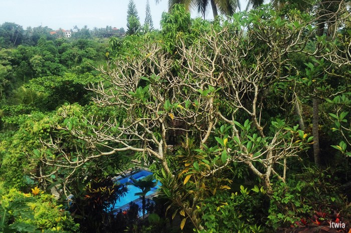 itwia_bali_ubud11
