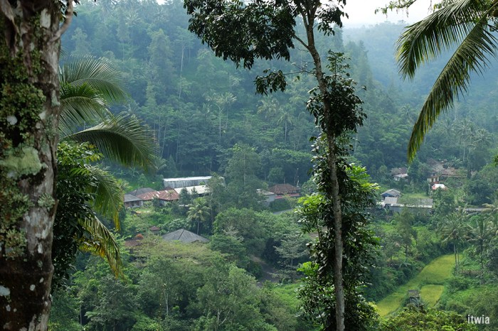 itwia_bali_ubud13