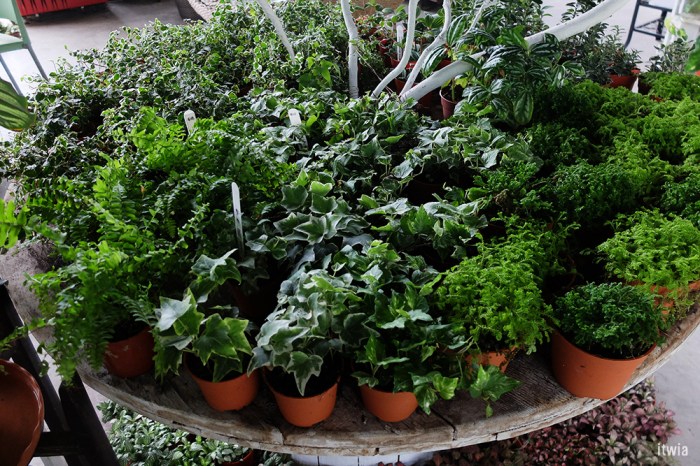 itwia_sgp_henderson11