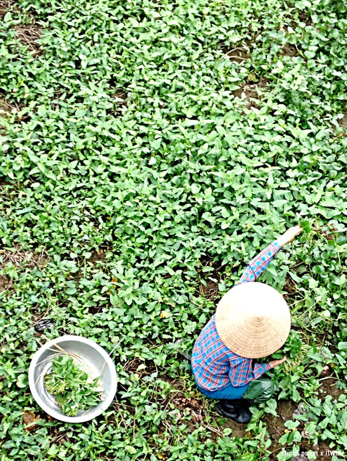 itwia_vietnam_ninhbing4