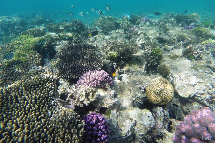 itwia_jordanie_aqaba3