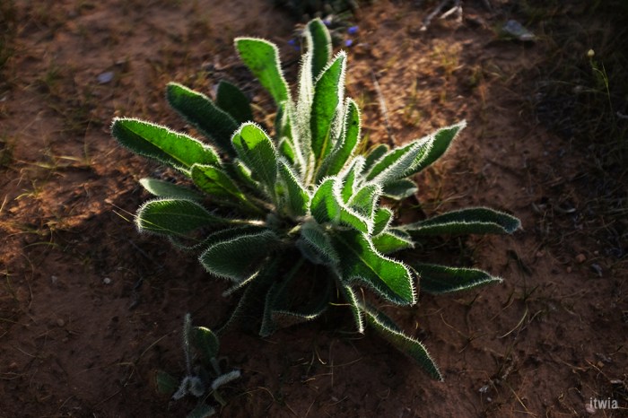 itwia_jordanie_dana10