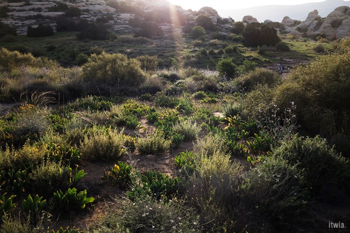 itwia_jordanie_dana11