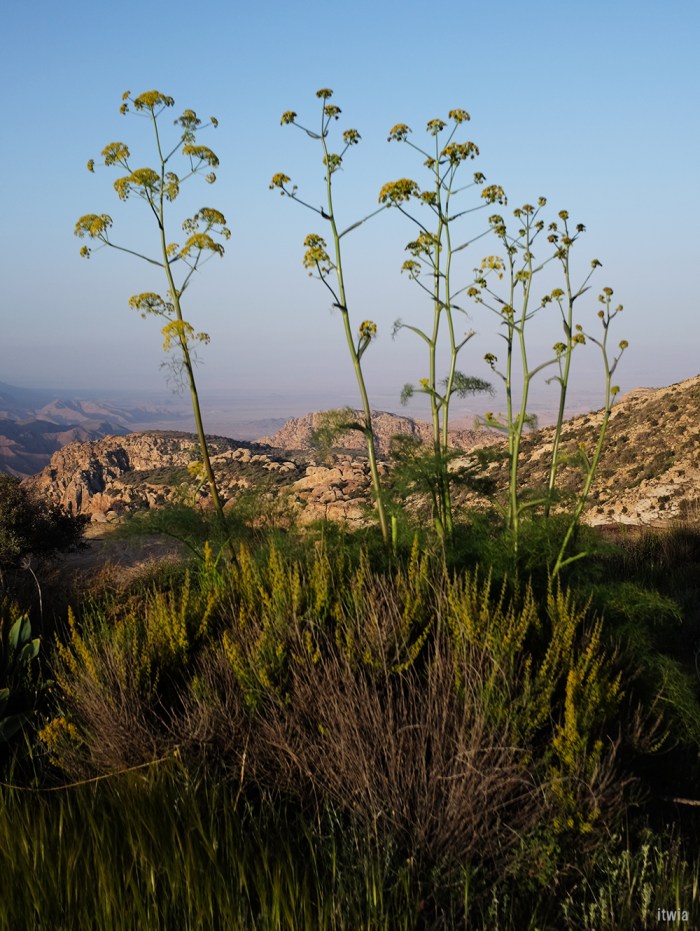 itwia_jordanie_dana22