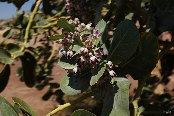 itwia_jordanie_feynan31