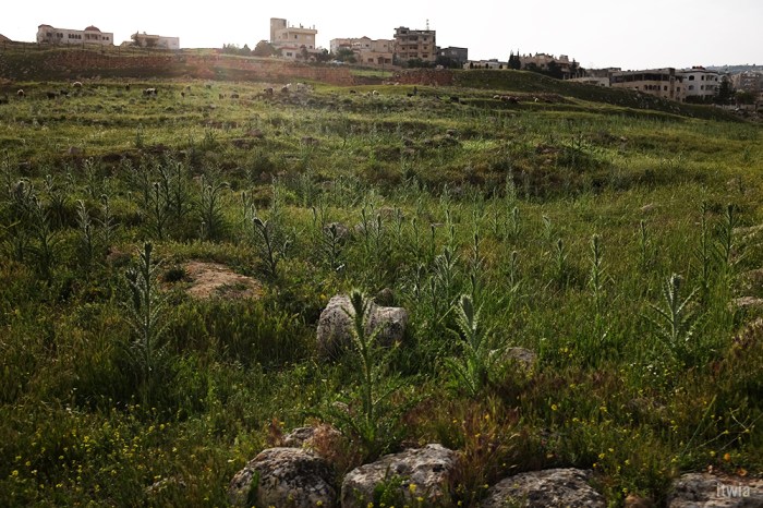 itwia_jordanie_jerash17