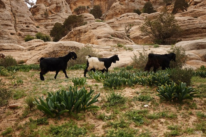 itwia_jordanie_littlepetra7