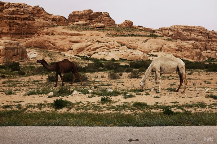 itwia_jordanie_littlepetra9
