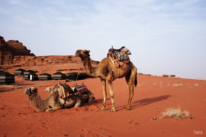 itwia_jordanie_wadirum17