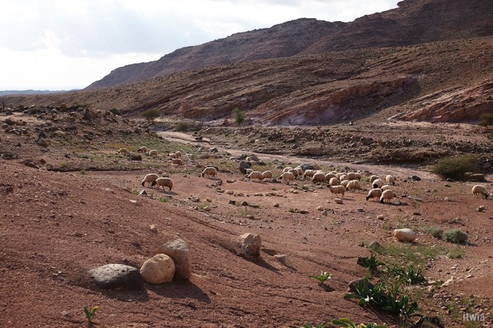 itwia_jordanie_feynan15