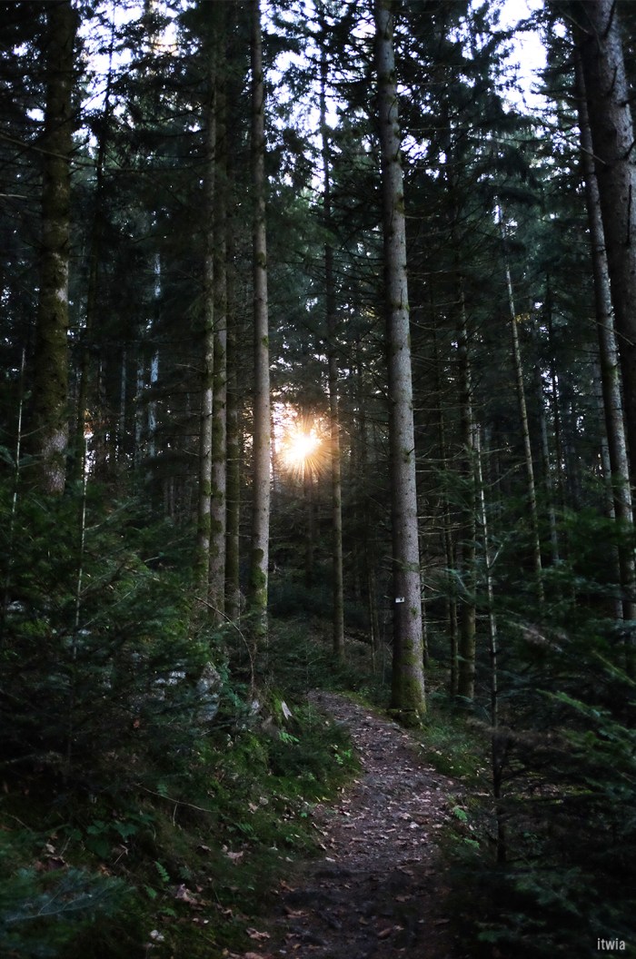 itwia_vosges_foret1