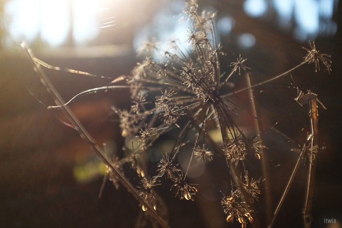 itwia_vosges_foret10