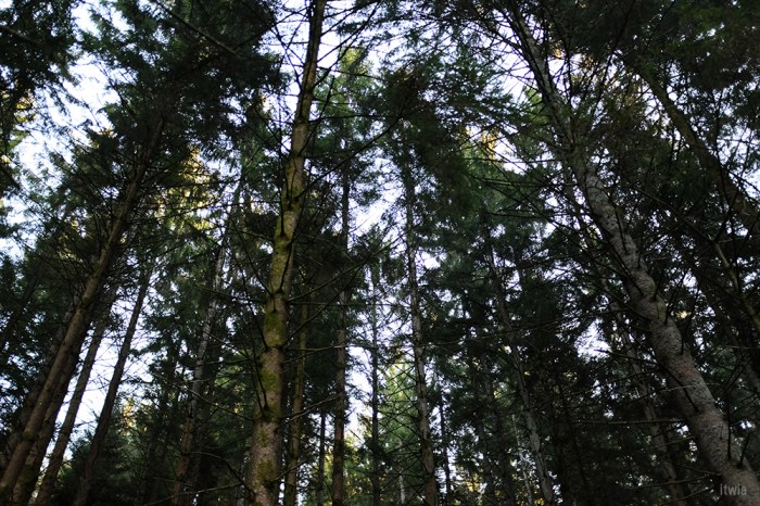 itwia_vosges_foret11
