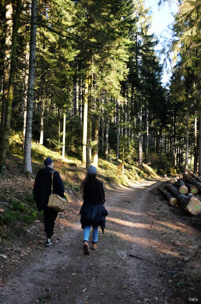 itwia_vosges_foret15
